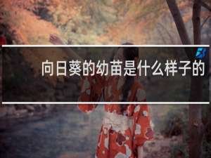 向日葵的幼苗是什么样子的