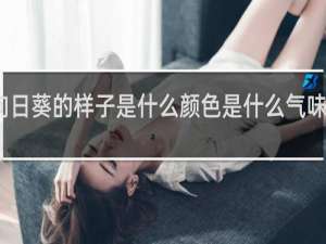 向日葵的样子是什么颜色是什么气味是什么