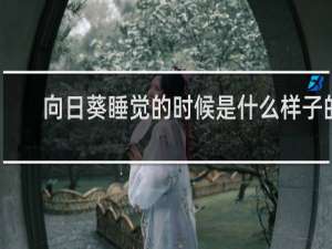 向日葵睡觉的时候是什么样子的