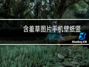 含羞草图片手机壁纸竖屏（含羞草图片）