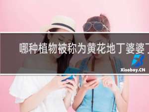 哪种植物被称为黄花地丁婆婆丁