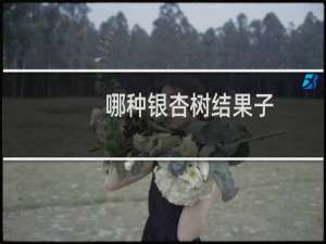 哪种银杏树结果子