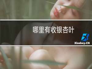 哪里有收银杏叶