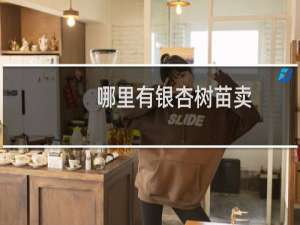 哪里有银杏树苗卖
