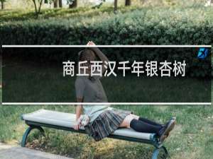 商丘西汉千年银杏树