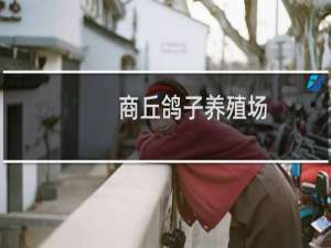 商丘鸽子养殖场