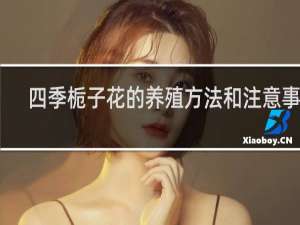 四季栀子花的养殖方法和注意事项