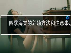 四季海棠的养殖方法和注意事项