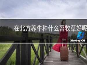 在北方养牛种什么畜牧草好呢