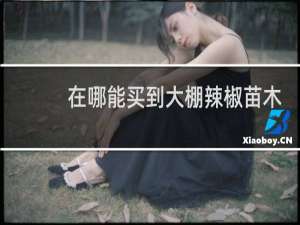在哪能买到大棚辣椒苗木