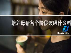 培养母猪各个阶段该喂什么料