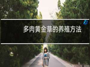 多肉黄金草的养殖方法