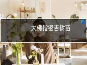 大佛指银杏树苗