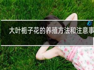 大叶栀子花的养殖方法和注意事项