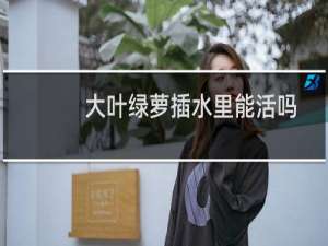 大叶绿萝插水里能活吗