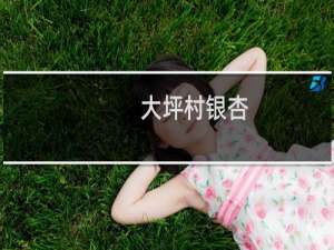 大坪村银杏