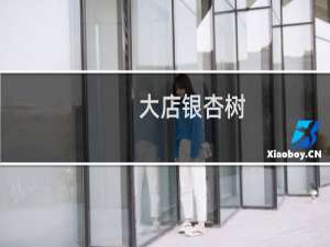 大店银杏树