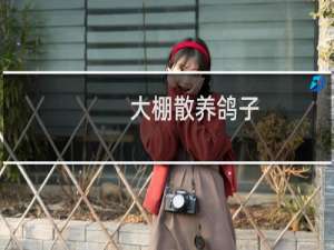 大棚散养鸽子