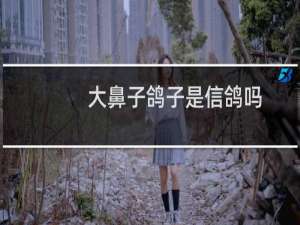 大鼻子鸽子是信鸽吗