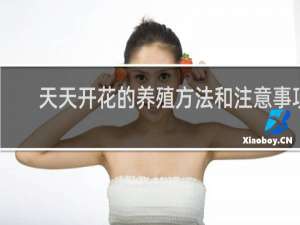天天开花的养殖方法和注意事项