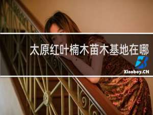 太原红叶楠木苗木基地在哪