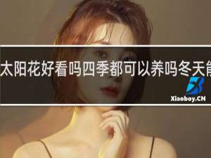 太阳花好看吗四季都可以养吗冬天能养吗