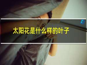 太阳花是什么样的叶子