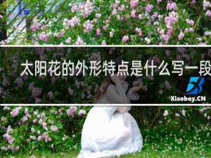 太阳花的外形特点是什么写一段话