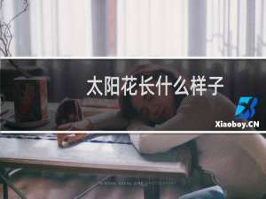 太阳花长什么样子