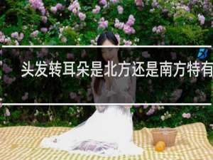 头发转耳朵是北方还是南方特有的