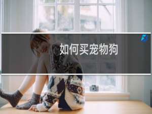 如何买宠物狗