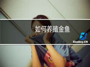 如何养殖金鱼