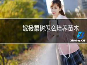嫁接梨树怎么培养苗木
