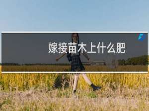 嫁接苗木上什么肥