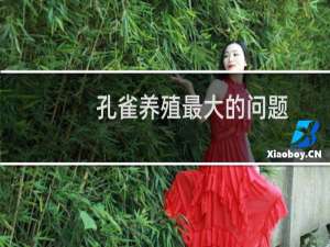 孔雀养殖最大的问题