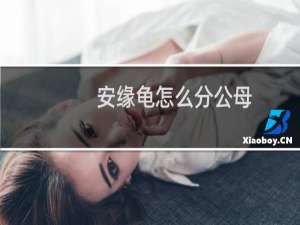 安缘龟怎么分公母