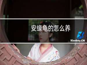 安缘龟的怎么养