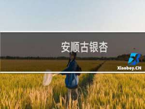 安顺古银杏