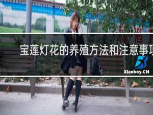 宝莲灯花的养殖方法和注意事项