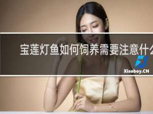 宝莲灯鱼如何饲养需要注意什么