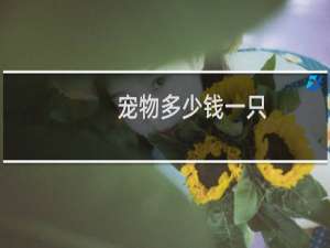 宠物多少钱一只