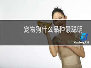 宠物狗什么品种最聪明