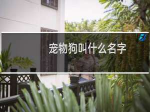 宠物狗叫什么名字