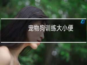 宠物狗训练大小便