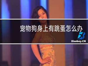宠物狗身上有跳蚤怎么办