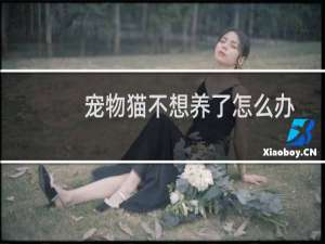 宠物猫不想养了怎么办