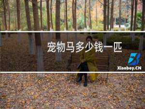 宠物马多少钱一匹