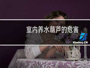 室内养水葫芦的危害（室内养水葫芦的危害有哪些）