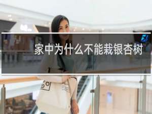 家中为什么不能栽银杏树