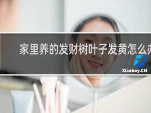家里养的发财树叶子发黄怎么办